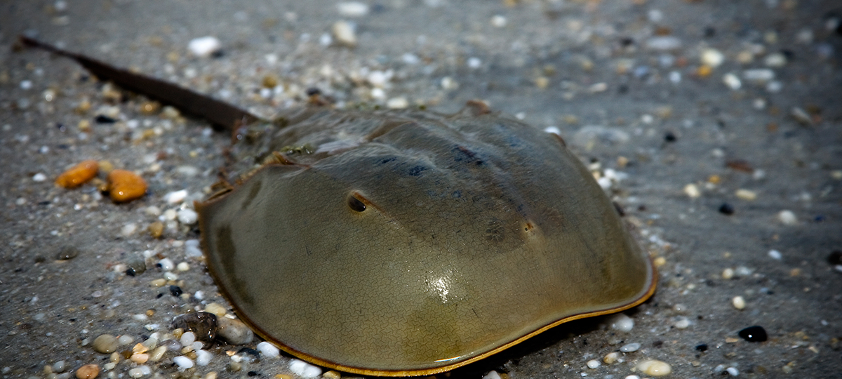 a horseshoe crab
